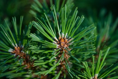 Pinus rotundata - borovice zaoblená - jehlice2